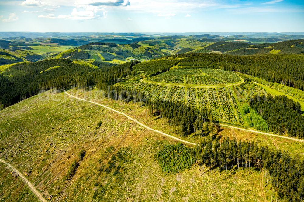 Schmallenberg from above - Renaturation through afforestation of young trees in the forest area in Schmallenberg at Sauerland in the state North Rhine-Westphalia, Germany