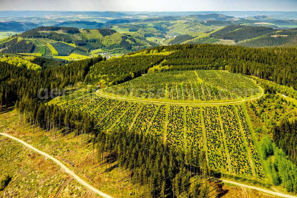 Schmallenberg from the bird's eye view: Renaturation through afforestation of young trees in the forest area in Schmallenberg at Sauerland in the state North Rhine-Westphalia, Germany