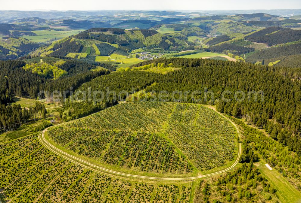 Aerial image Schmallenberg - Renaturation through afforestation of young trees in the forest area in Schmallenberg at Sauerland in the state North Rhine-Westphalia, Germany