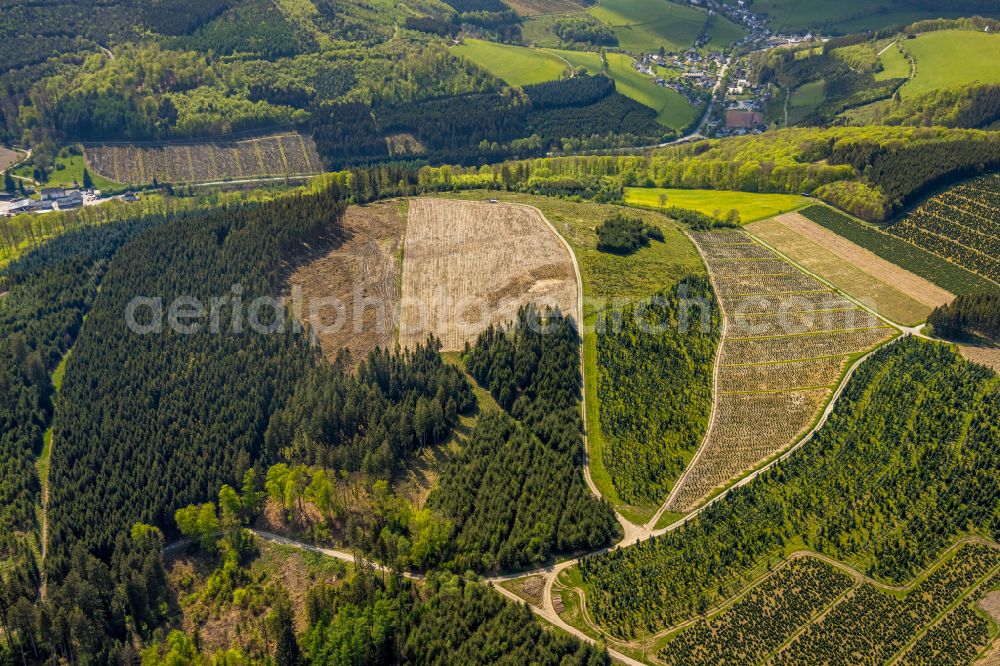 Schmallenberg from the bird's eye view: Renaturation through afforestation of young trees in the forest area in Schmallenberg at Sauerland in the state North Rhine-Westphalia, Germany