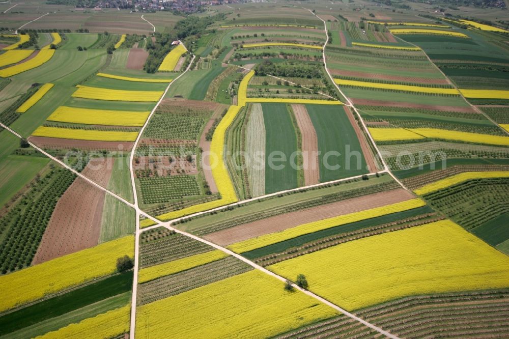 Wackernheim from above - Huge field landscape with blooming canola fields, fruit trees and other agricultural land in Wackernheim in the state of Rhineland-Palatinate