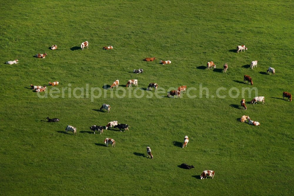 Neuenrade from above - Three dozen cattle in a pasture in Neuenrade in North Rhine-Westphalia