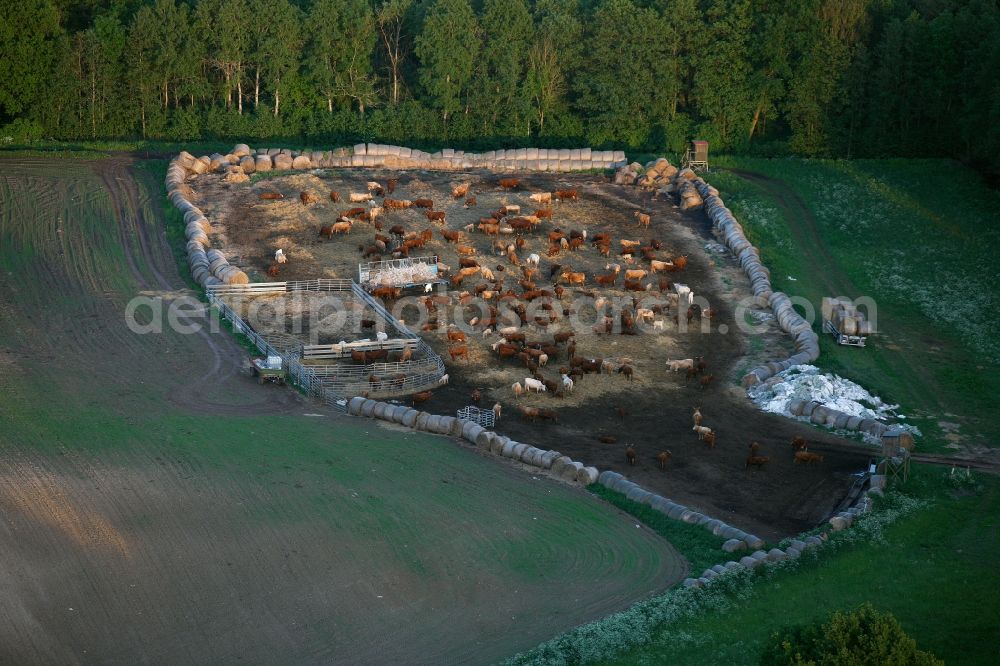 Aerial photograph Röbel/Müritz - View of a herd of cattle near Roebel / Mueritz in the state Mecklenburg-West Pomerania