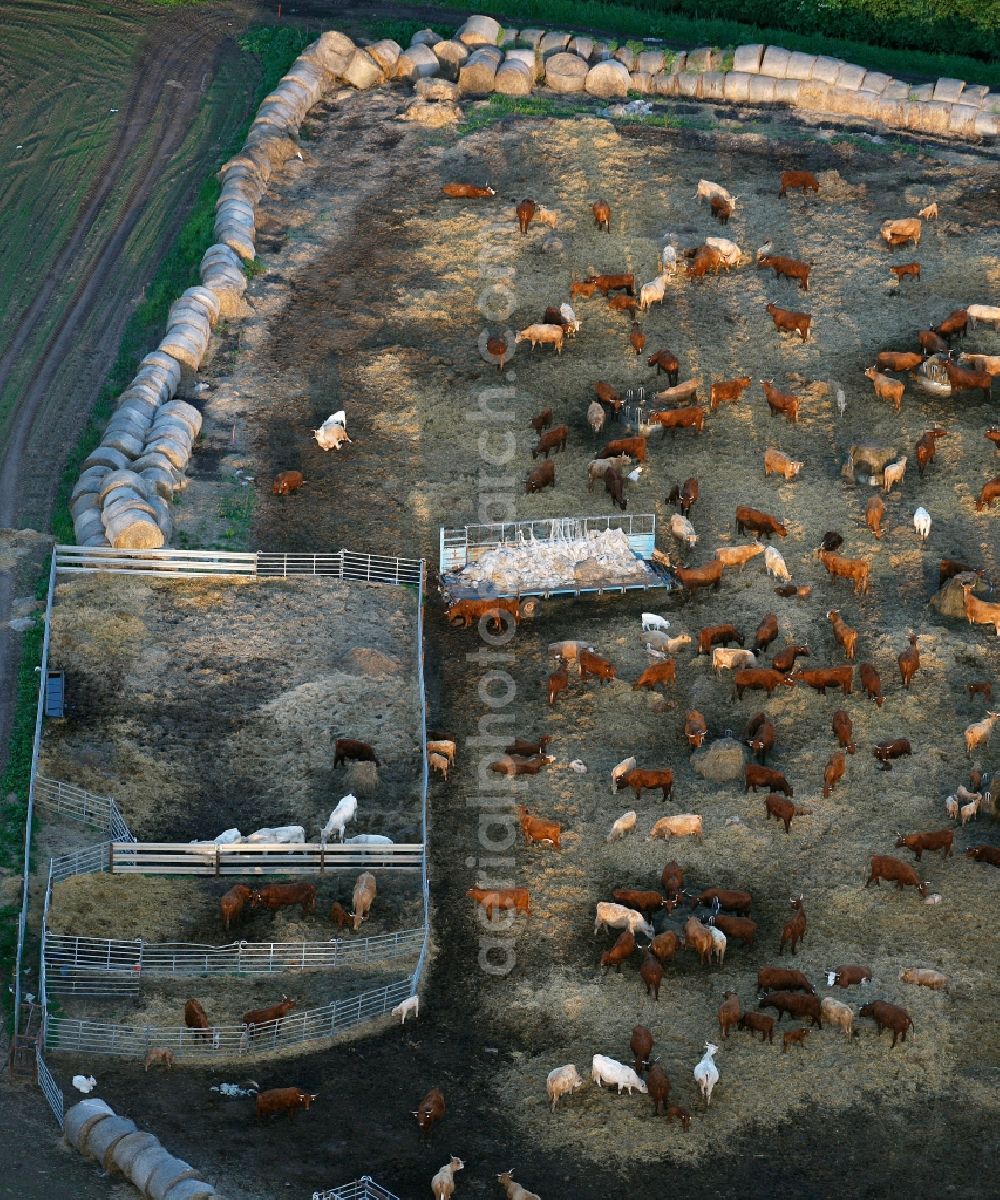 Röbel/Müritz from above - View of a herd of cattle near Roebel / Mueritz in the state Mecklenburg-West Pomerania