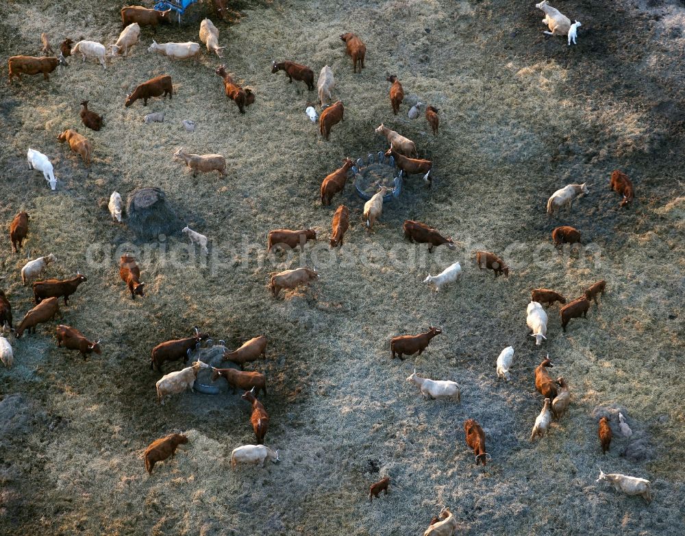 Röbel/Müritz from the bird's eye view: View of a herd of cattle near Roebel / Mueritz in the state Mecklenburg-West Pomerania