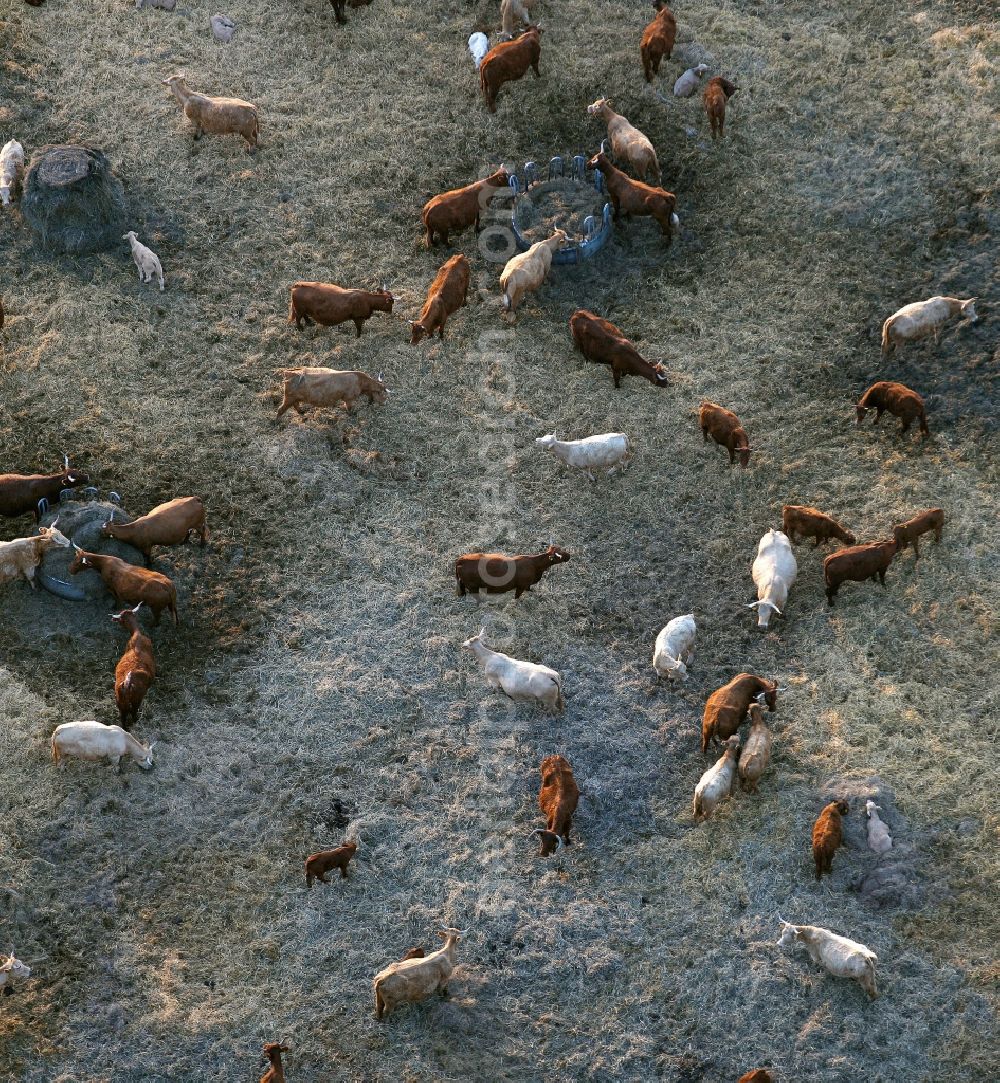 Aerial image Röbel/Müritz - View of a herd of cattle near Roebel / Mueritz in the state Mecklenburg-West Pomerania