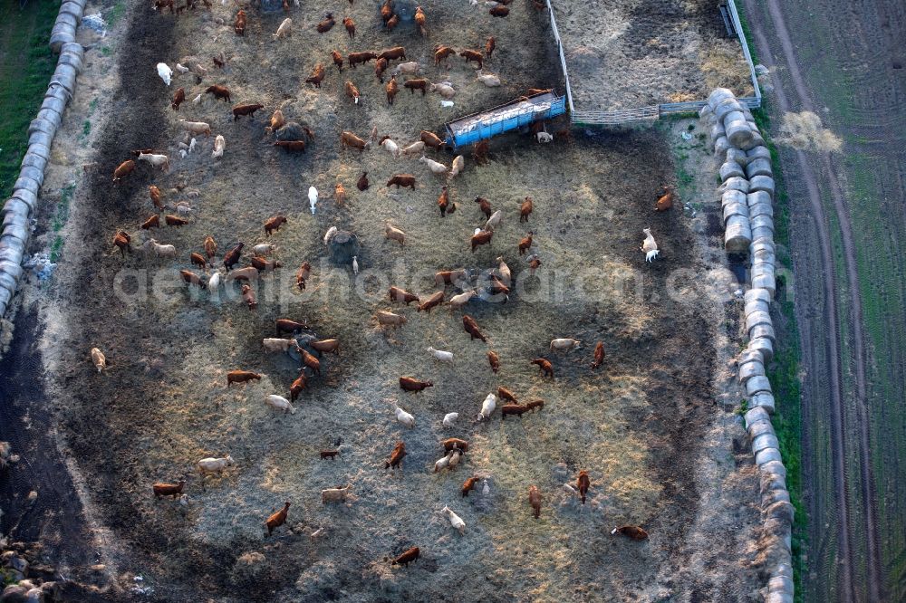 Aerial photograph Röbel/Müritz - View of a herd of cattle near Roebel / Mueritz in the state Mecklenburg-West Pomerania