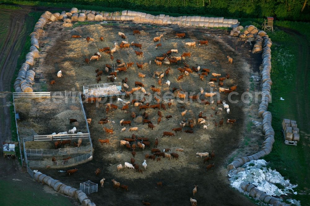 Röbel/Müritz from above - View of a herd of cattle near Roebel / Mueritz in the state Mecklenburg-West Pomerania