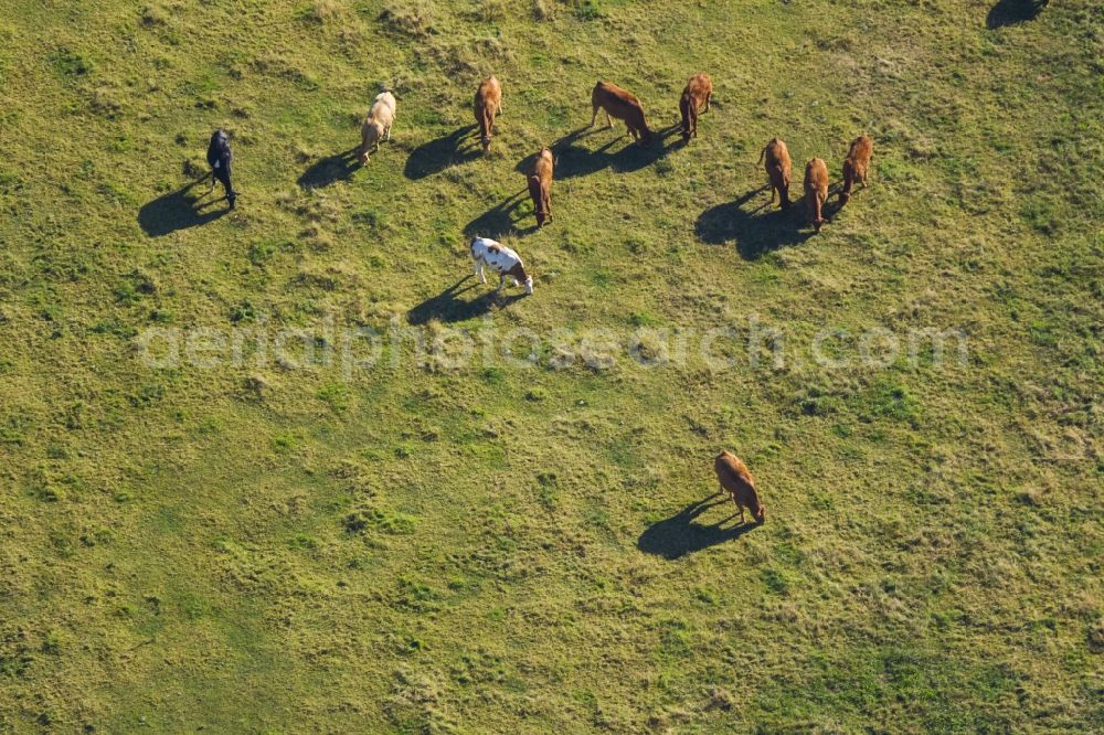 Hattingen from above - Herd of cattle in the River Ruhr in Hattingen Ruhr area in North Rhine-Westphalia