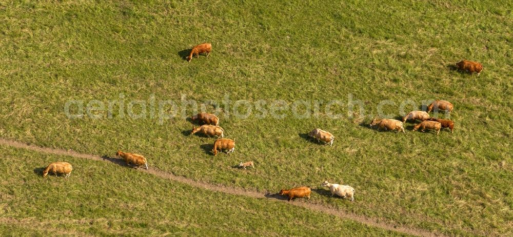 Aerial photograph Winterberg OT Langewiese - Herd of cattle on a pasture in Langwiese near Winterberg in Sauerland in the state North Rhine-Westphalia NRW