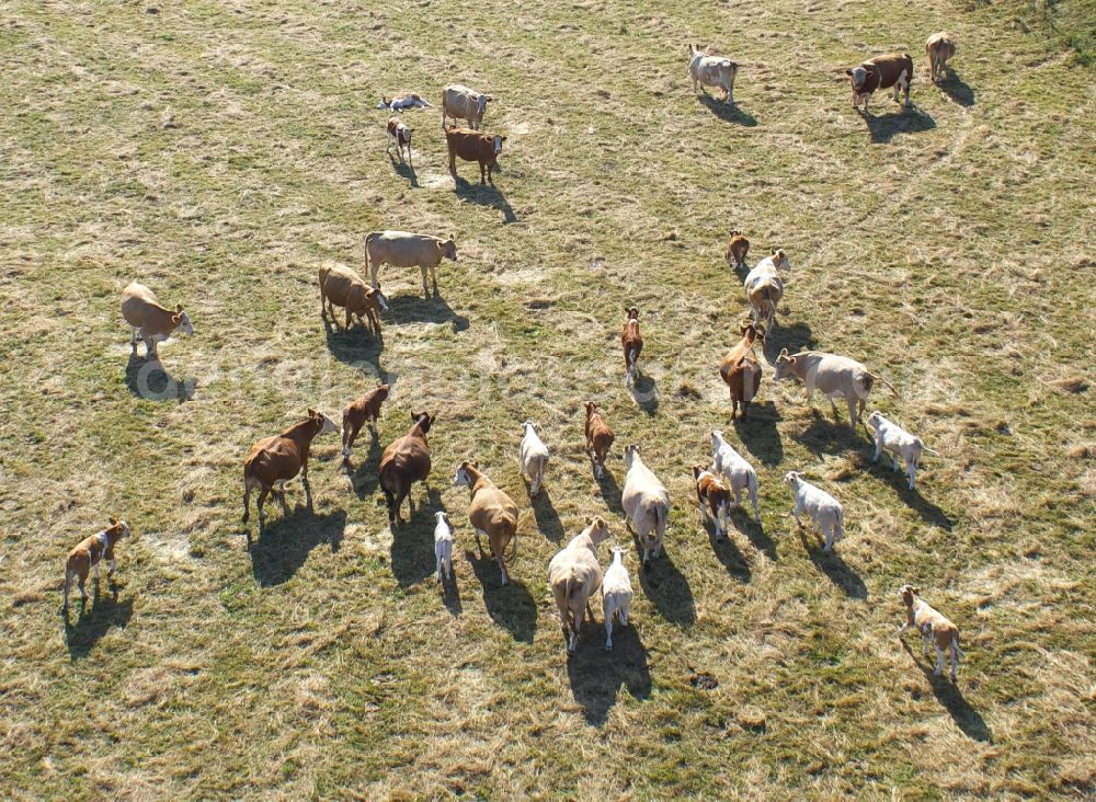 LÜBZ from above - Cattle herd on a meadow in Luebz in Mecklenburg-Vorpommern