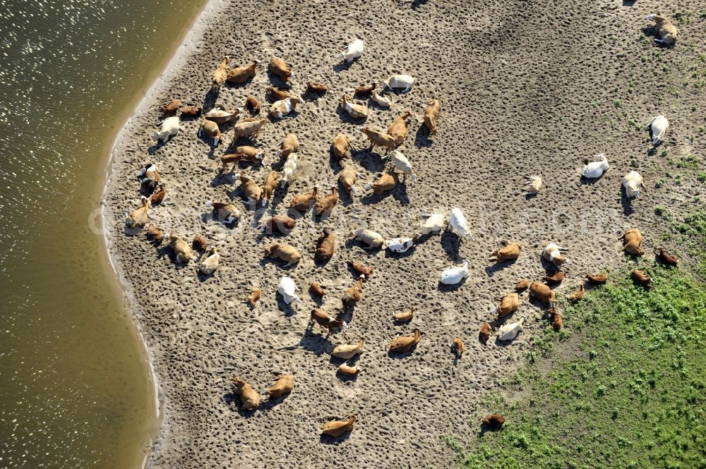 Aerial photograph Wittenberge - 07/08/2012 Wittenberge View a cattle resting place on the banks of the Elbe in Wittenberg in the state of Brandenburg. Come into the discussion, the animal husbandry of animals in agriculture through new-onset cases of anthrax and dead animals washed up on the Elbe