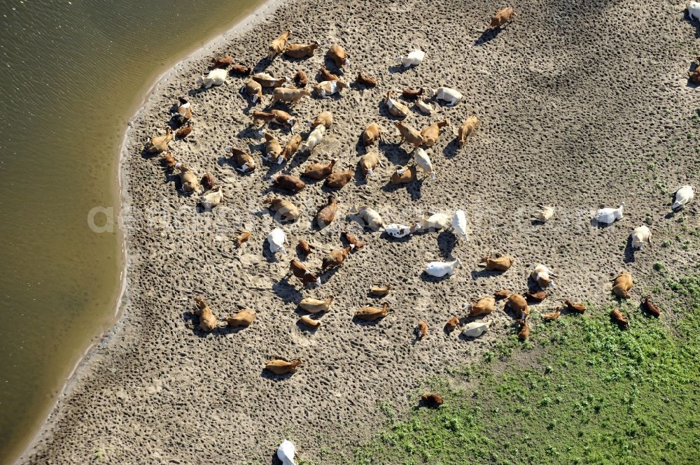 Wittenberge from above - 07/08/2012 Wittenberge View a cattle resting place on the banks of the Elbe in Wittenberg in the state of Brandenburg. Come into the discussion, the animal husbandry of animals in agriculture through new-onset cases of anthrax and dead animals washed up on the Elbe