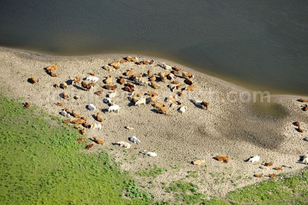 Wittenberge from the bird's eye view: 07/08/2012 Wittenberge View a cattle resting place on the banks of the Elbe in Wittenberg in the state of Brandenburg. Come into the discussion, the animal husbandry of animals in agriculture through new-onset cases of anthrax and dead animals washed up on the Elbe