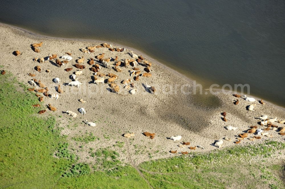 Aerial image Wittenberge - 07/08/2012 Wittenberge View a cattle resting place on the banks of the Elbe in Wittenberg in the state of Brandenburg. Come into the discussion, the animal husbandry of animals in agriculture through new-onset cases of anthrax and dead animals washed up on the Elbe