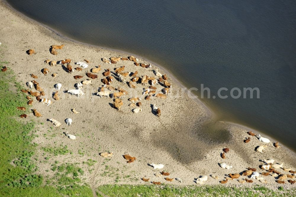 Aerial photograph Wittenberge - 07/08/2012 Wittenberge View a cattle resting place on the banks of the Elbe in Wittenberg in the state of Brandenburg. Come into the discussion, the animal husbandry of animals in agriculture through new-onset cases of anthrax and dead animals washed up on the Elbe