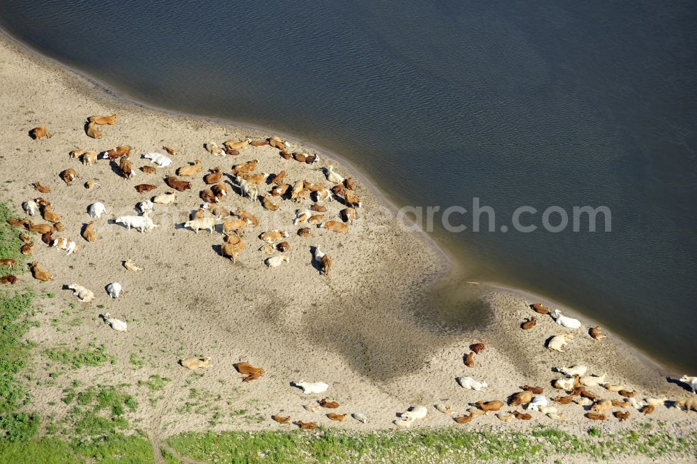 Wittenberge from above - 07/08/2012 Wittenberge View a cattle resting place on the banks of the Elbe in Wittenberg in the state of Brandenburg. Come into the discussion, the animal husbandry of animals in agriculture through new-onset cases of anthrax and dead animals washed up on the Elbe