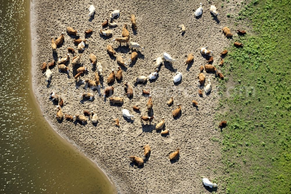 Aerial photograph Wittenberge - 07/08/2012 Wittenberge View a cattle resting place on the banks of the Elbe in Wittenberg in the state of Brandenburg. Come into the discussion, the animal husbandry of animals in agriculture through new-onset cases of anthrax and dead animals washed up on the Elbe