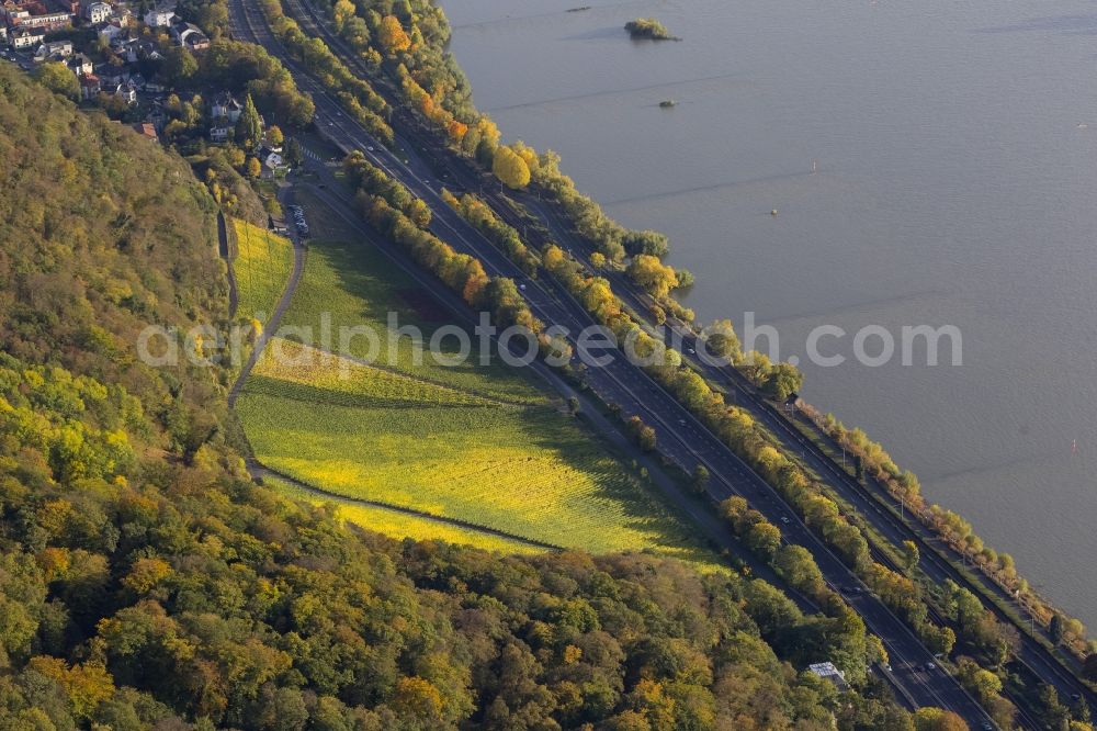 Königswinter from the bird's eye view: Autumn view of the Drachenfels castle ruins in the autumn-colored forest at the bank of the Rhine in Königswinter in the federal state North Rhine-Westphalia. After major rock crashes the hilltop was secured by steel anchors and reinforcing steel. Meanwhile, the ruin was renovated