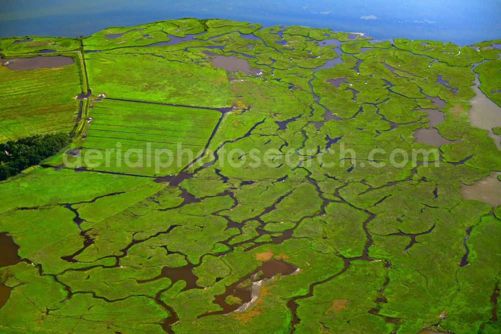 Aerial photograph Zingst - Salt grassland and bird sanctuary in Zingst on the Baltic Sea coast in the state Mecklenburg - Western Pomerania, Germany