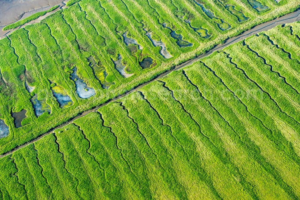 Aerial image Westerhever - Salt meadows for salt in the district Hauert in Westerhever in the state Schleswig-Holstein