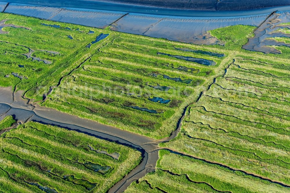 Aerial photograph Westerhever - Salt meadows for salt in the district Hauert in Westerhever in the state Schleswig-Holstein