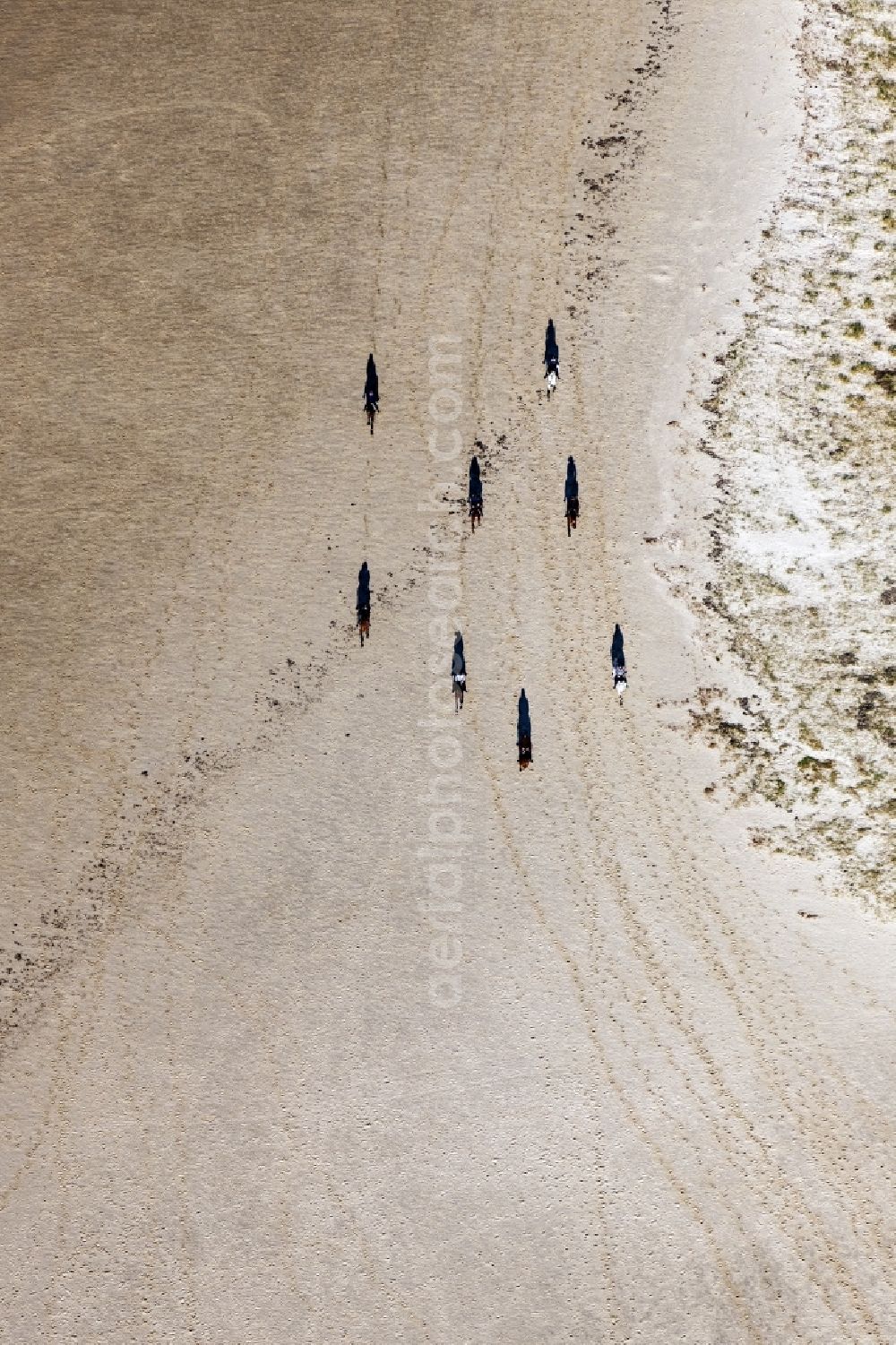 Aerial photograph Sankt Peter-Ording - Beach landscape along the with galoppierenden Pferden in Sankt Peter-Ording in the state Schleswig-Holstein, Germany