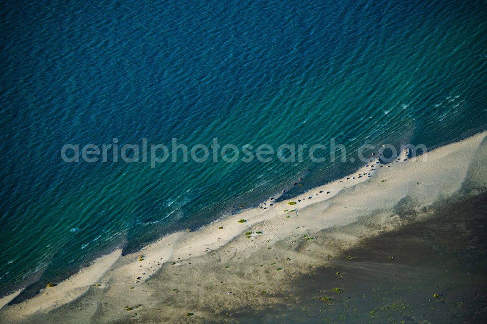 Sankt Peter-Ording from the bird's eye view: Beach landscape on the with seal banks in Pellworm in the state Schleswig-Holstein