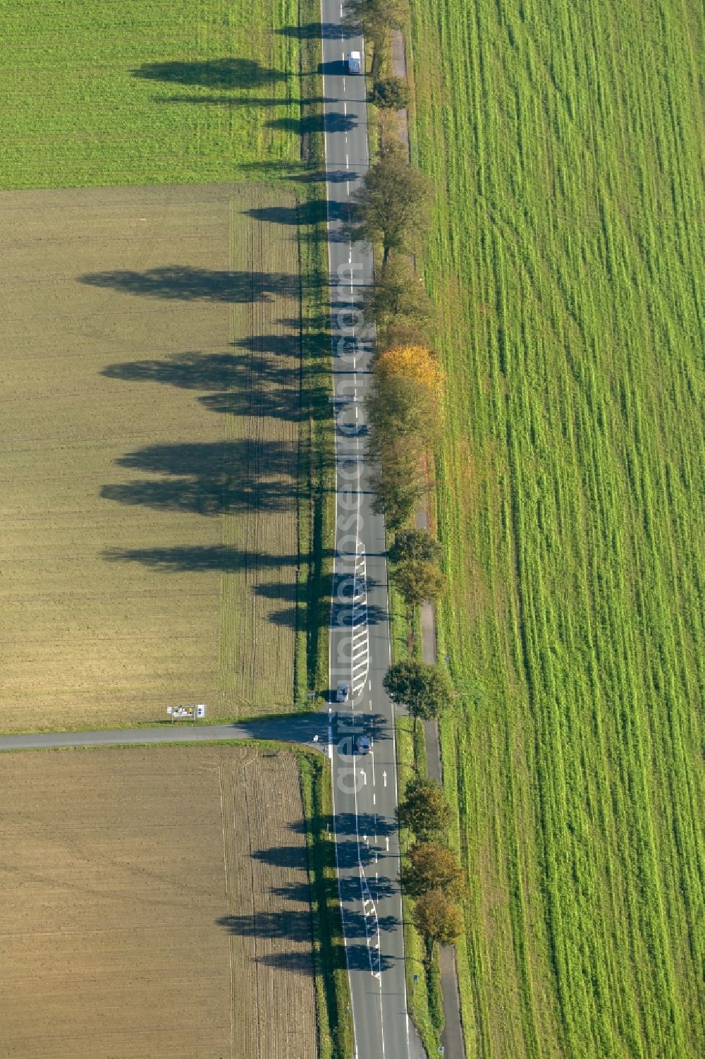 Aerial image Haltern am See - Shadow - landscape of tree lines on a country road / alley in Haltern in the state of North Rhine-Westphalia NRW