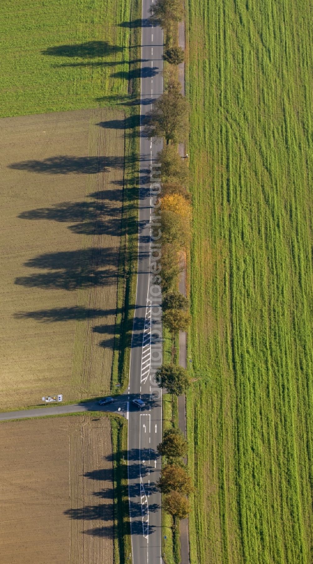 Aerial photograph Haltern am See - Shadow - landscape of tree lines on a country road / alley in Haltern in the state of North Rhine-Westphalia NRW