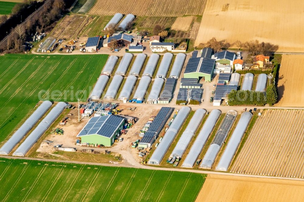 Bad Krozingen from the bird's eye view: Barn building on the edge of agricultural fields and farmland Gartenbau and WEingut Scherer in Bad Krozingen in the state Baden-Wurttemberg, Germany