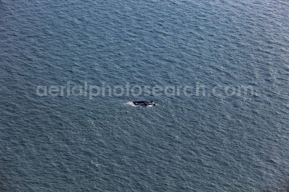 Amrum from the bird's eye view: Shipwreck Pallas southwest of the North Sea island of Amrum in North Friesland in Schleswig-Holstein, Germany