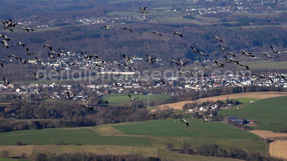 Aerial photograph Hennef (Sieg) - Flock of wild geese over Hennef (Sieg) in the state North Rhine-Westphalia, Germany