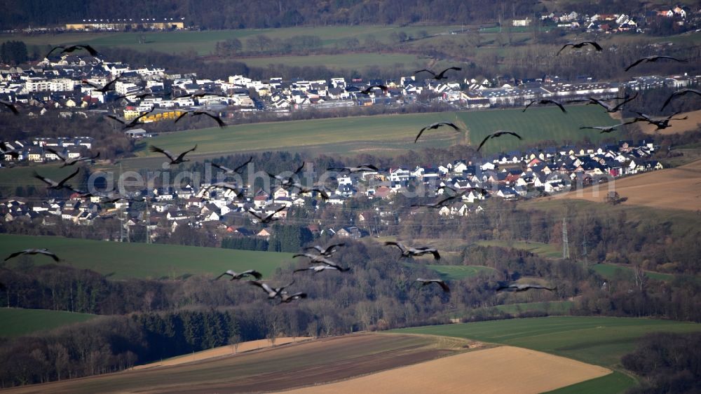 Hennef (Sieg) from the bird's eye view: Flock of wild geese over Hennef (Sieg) in the state North Rhine-Westphalia, Germany