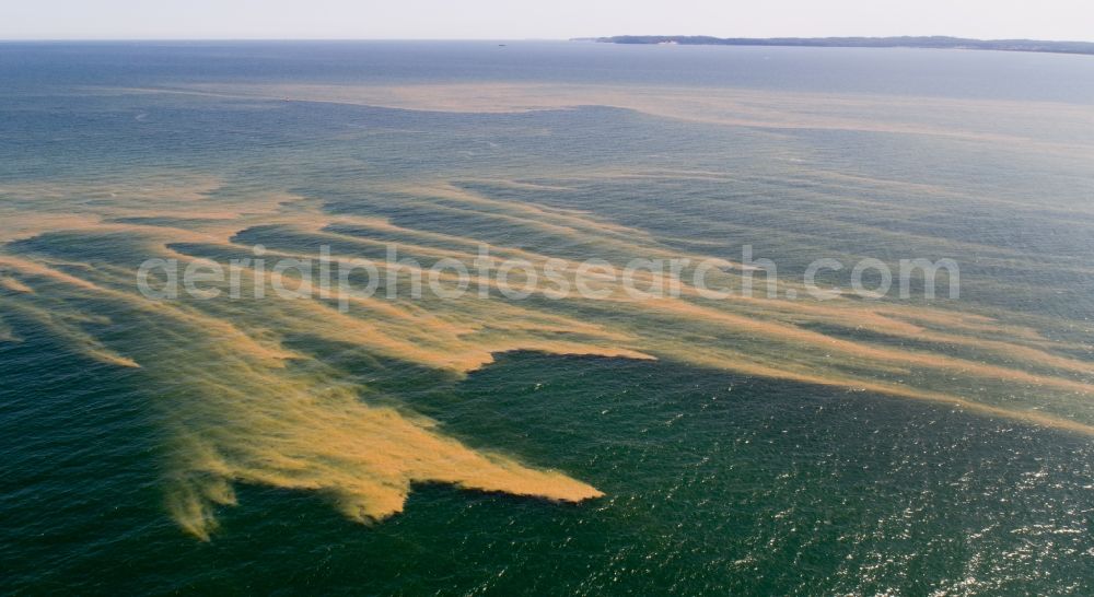 Sassnitz from the bird's eye view: Floating carpet with layers of algae and seaweed on the water surface of Baltic Sea in Sassnitz in the state Mecklenburg - Western Pomerania, Germany