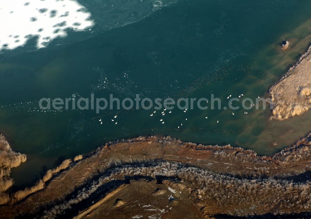 Aerial image Arnstadt - Swans on the frozen lake shore in Rudisleben in Arnstadt in Thuringia