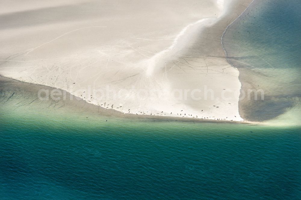 Westerhever from the bird's eye view: Seals on one area in the sea water surface North Sea in Westerhever in the state Schleswig-Holstein