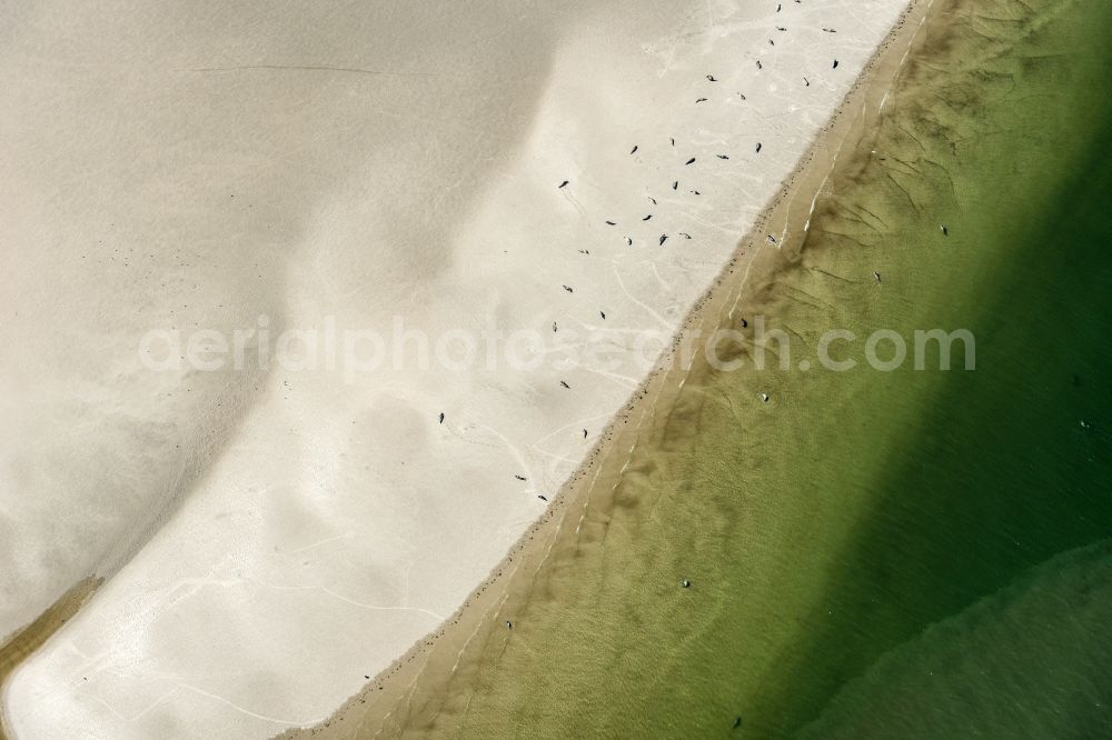 Aerial photograph Westerhever - Seals on one area in the sea water surface North Sea in Westerhever in the state Schleswig-Holstein