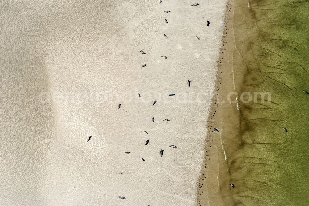 Westerhever from above - Seals on one area in the sea water surface North Sea in Westerhever in the state Schleswig-Holstein