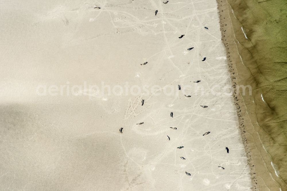 Westerhever from the bird's eye view: Seals on one area in the sea water surface North Sea in Westerhever in the state Schleswig-Holstein