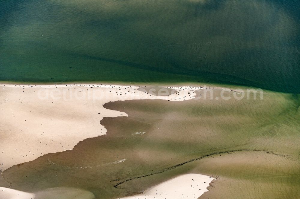 Westerhever from the bird's eye view: Seals on one area in the sea water surface North Sea in Westerhever in the state Schleswig-Holstein