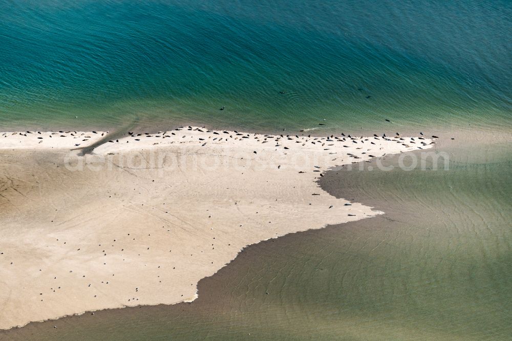 Aerial image Westerhever - Seals on one area in the sea water surface North Sea in Westerhever in the state Schleswig-Holstein