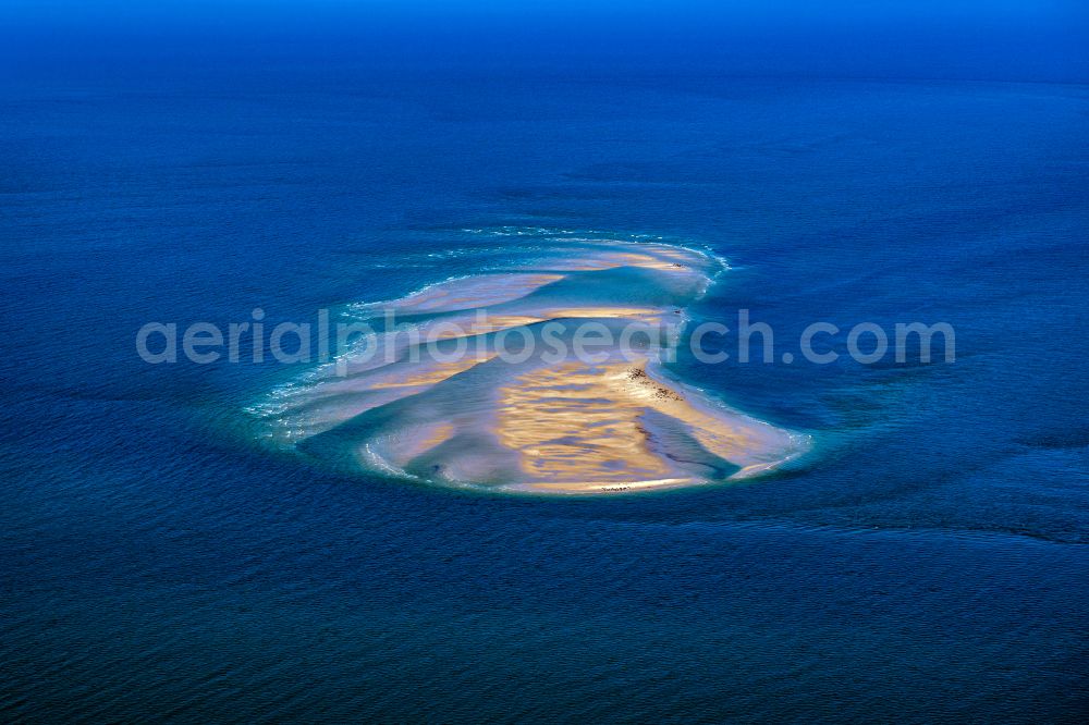 Aerial photograph Sandbank vor Amrum Sylt - Seals on one area in the sea water surface North Sea in front of Amrum in the state Schleswig-Holstein