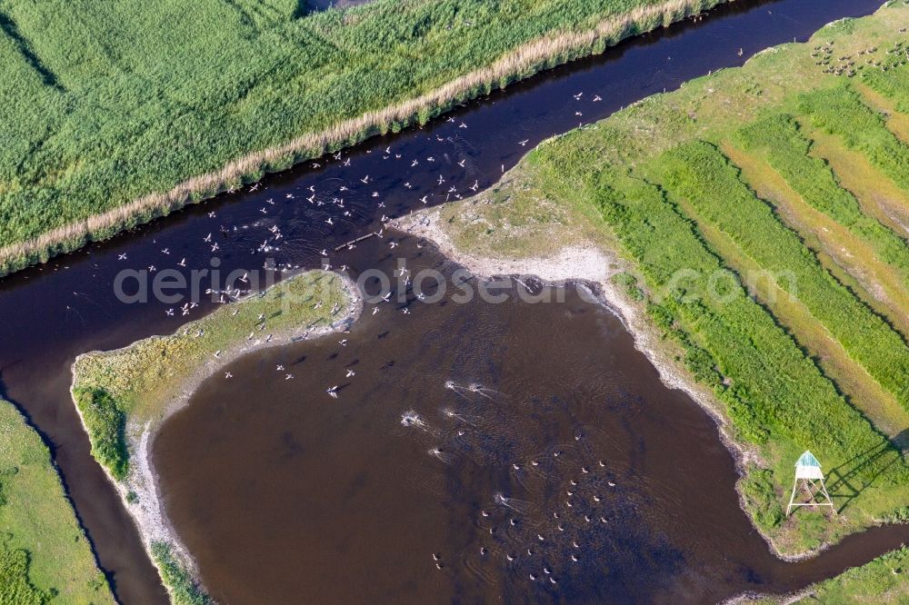 Sankt Peter-Ording from the bird's eye view: Sea-Birds in a pond landscape in Sankt Peter-Ording in the state Schleswig-Holstein, Germany