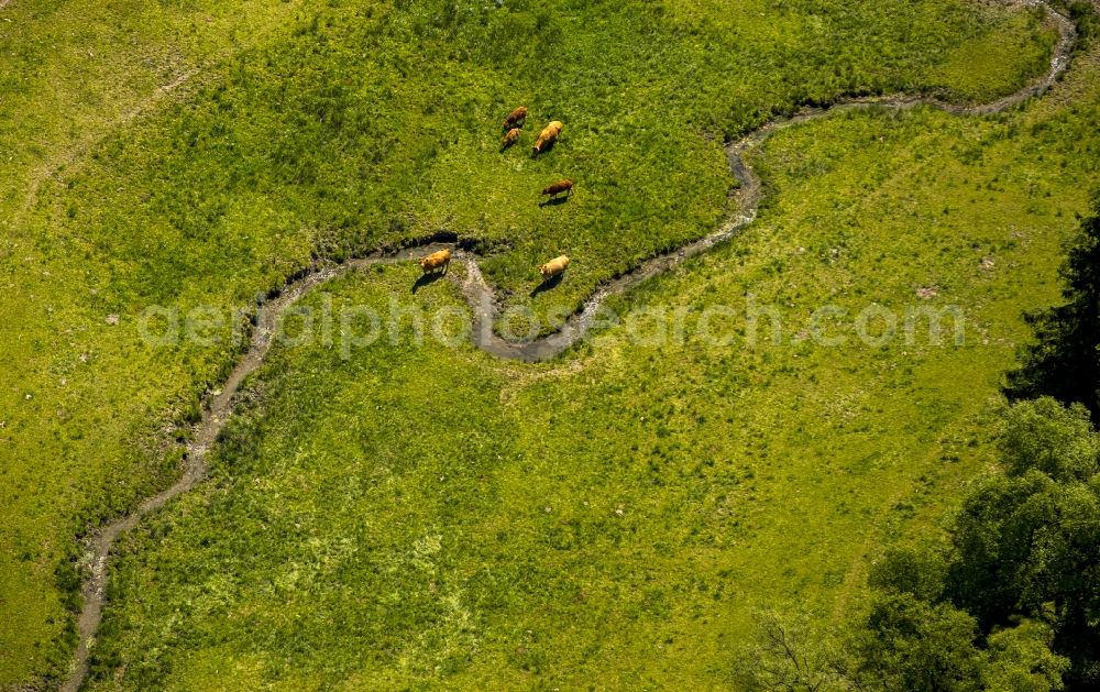 Aerial photograph Winterberg - Serpentine curve of a river Ruhr in Winterberg in the state North Rhine-Westphalia