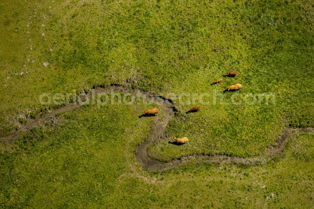 Winterberg from the bird's eye view: Serpentine curve of a river Ruhr in Winterberg in the state North Rhine-Westphalia