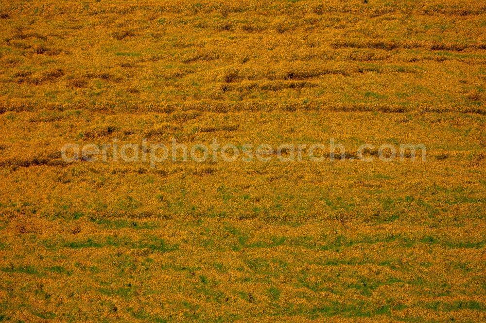 Bottrop from above - View of a sunflower field in Bottrop - Kirchhellen in the state North-Rhine Westphalia