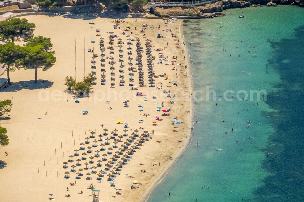 Aerial photograph Calvia - Row of parasol on the sandy beach ranks in the coastal area Platja Gran de Tora in Calvia in Balearische Insel Mallorca, Spain