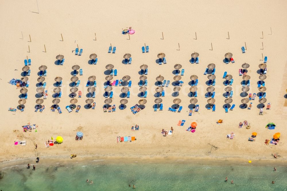 Aerial image Calvia - Row of parasol on the sandy beach ranks in the coastal area Platja Gran de Tora in Calvia in Balearische Insel Mallorca, Spain