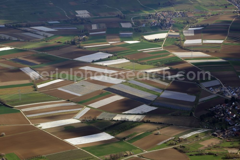 Bad Krozingen from the bird's eye view: Asparagus growing on field surfaces in the Upper Rhine valley in Bad Krozingen in the state Baden-Wuerttemberg